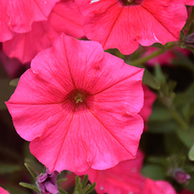 Supertunia Paradise Petunia PW