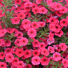 Supertunia Paradise Petunia PW