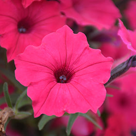 Supertunia Vista Fuchsia Petunia