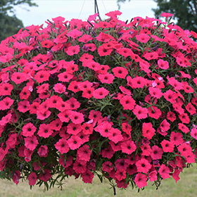 Supertunia Vista Fuchsia Petunia