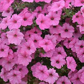 Supertunia Vista Bubblegum Petunia PW