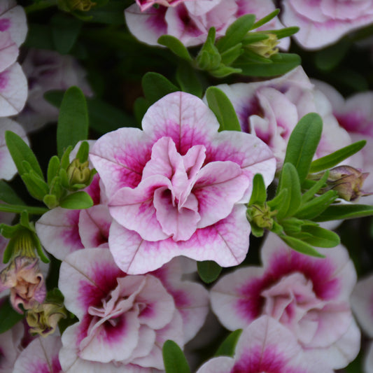 MiniFamous Uno Double Pinktastic Calibrachoa