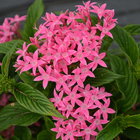 Lucky Star Pentas 4.5"