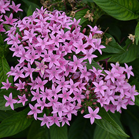 Lucky Star Pentas 4.5"