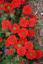 Firehouse Red Verbena