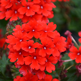 Firehouse Red Verbena