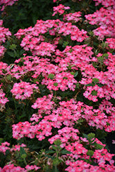 Firehouse Pink Verbena