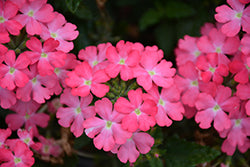 Firehouse Pink Verbena
