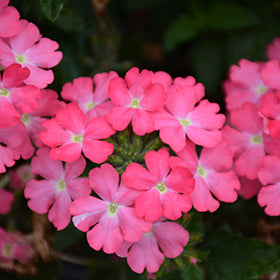 Firehouse Pink Verbena