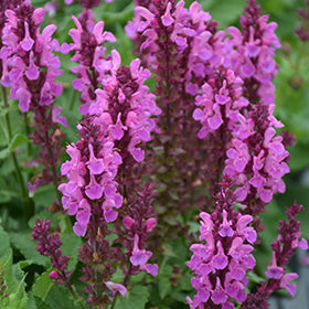 Rose Marvel Meadow Sage (Salvia)