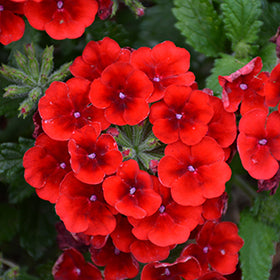 Empress Sun Kiss Verbena 1G