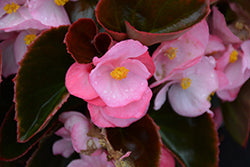 Senator IQ Rose Begonia