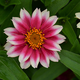 Profusion Cherry Bicolor Zinnia