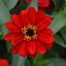Profusion Red Zinnia