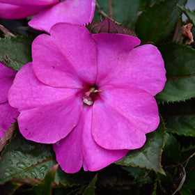 SunPatiens Compact Purple Impatiens