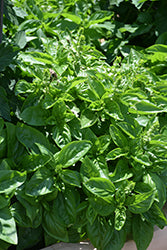 Dolce Fresca Basil 6"