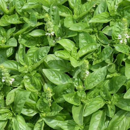Dolce Fresca Basil 6"