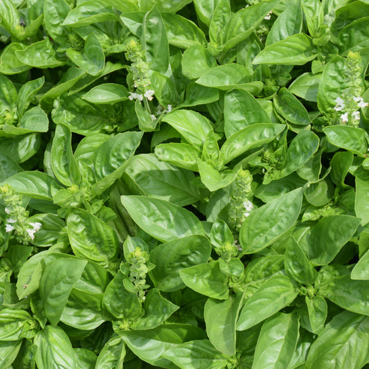 Dolce Fresca Basil 6"