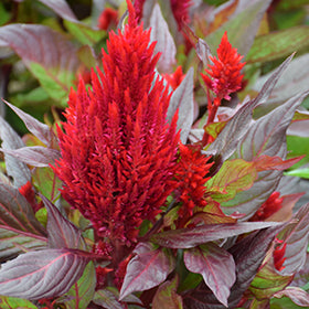 New Look Celosia