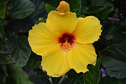 Sunny Wind Hibiscus