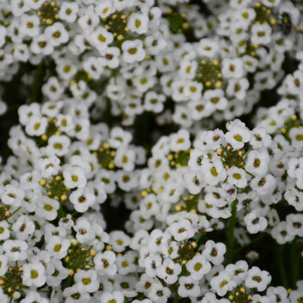 Stream White Sweet Alyssum (Lobularia)