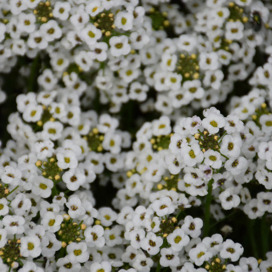Stream White Sweet Alyssum (Lobularia)
