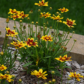 Golden Stardust Tickseed (Coreopsis)