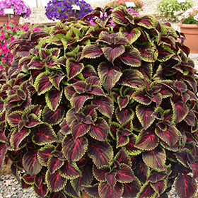 ColorBlaze Torchlight Coleus PW