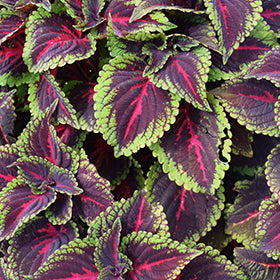 ColorBlaze Torchlight Coleus PW