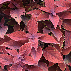 Colorblaze Rediculous Coleus PW