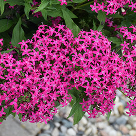 Lucky Star Pentas 4.5"