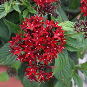 Lucky Star Pentas 4.5"