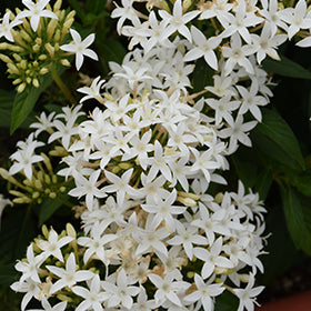Lucky Star Pentas 4.5"