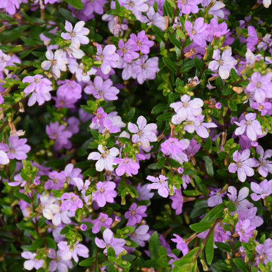 FloriGlory Sophia Mexican Heather