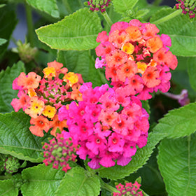 Havana Pink Sky Lantana