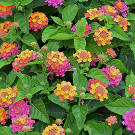 Havana Sunset Lantana