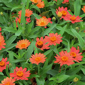 Profusion Apricot Zinnia
