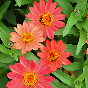 Profusion Apricot Zinnia
