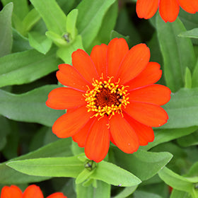 Profusion Fire Zinnia