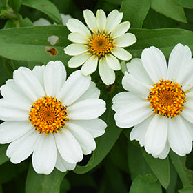 Profusion White Zinnia