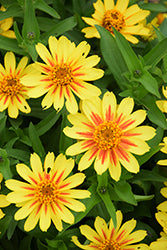 Profusion Yellow Zinnia