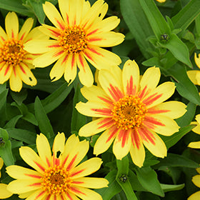 Profusion Yellow Zinnia