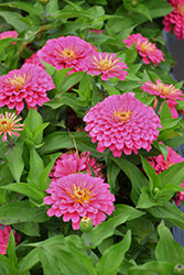 Dreamland Zinnia 3.5"