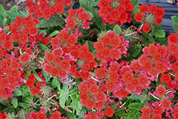 Vanessa Compact Red Verbena