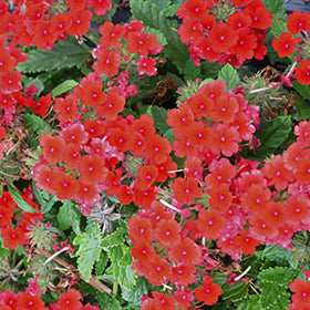 Vanessa Compact Red Verbena
