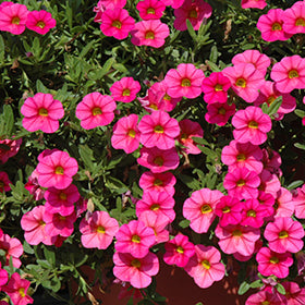 Cabaret Hot Pink Calibrachoa