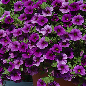 Cabaret Deep Blue Calibrachoa