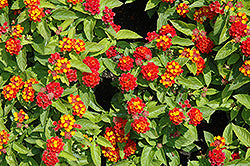 Little Lucky Red Lantana
