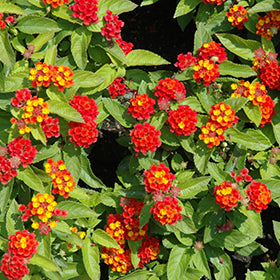 Little Lucky Red Lantana