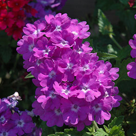 Superbena Violet Ice Verbena PW